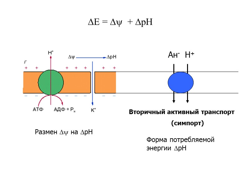 Е =   + рН Размен  на рН  Вторичный активный транспорт
